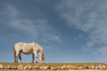 Beautiful white horse in a field against blue cloudy sky background. Warm sunny day. Pet animal in nature environment Royalty Free Stock Photo