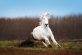 A Beautiful White Horse Galloping On A Plowed Field On A Background Of Blue Sky