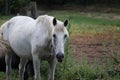 Beautiful White Horse of Give Farm Royalty Free Stock Photo