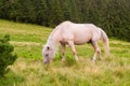 A beautiful white horse grazes on mountain meadows