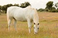 Beautiful white horse grazing in a field full Royalty Free Stock Photo