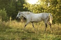 Beautiful white horse grazing in meadow Royalty Free Stock Photo