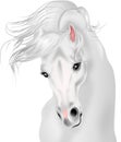 Beautiful white horse