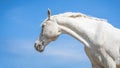 Beautiful white Horse head close up on blue sky background. Close up portrait of white speckled horse .