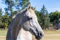 Beautiful white horse head protrait - Outdoors photo