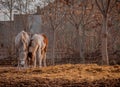 Beautiful white horse and her foal in the walking open-air cage, nice sunny day. Horse walks on a pasture. Royalty Free Stock Photo