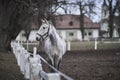Beautiful white horse of Kladrubsky breed or race staying by the fence of pasture land