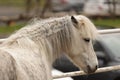 Beautiful white horse with long blond mane and tail standing in a spacious fenced-in pasture