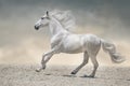Beautiful white horse with long mane Royalty Free Stock Photo