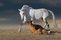 White horse run with dog Royalty Free Stock Photo