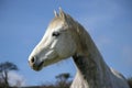 Beautiful white horse looking at camera against blue sky Royalty Free Stock Photo