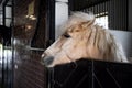 beautiful white horse with a lush mane in a stall in the stable Royalty Free Stock Photo