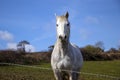 Beautiful white horse, mare, behind bardbed wire fence on green hillside, blue sky Royalty Free Stock Photo