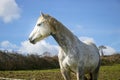 Beautiful white horse, mare, behind bardbed wire fence on green hillside, blue sky Royalty Free Stock Photo