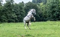 White horse on the meadow Royalty Free Stock Photo