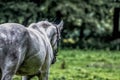 White horse on the meadow Royalty Free Stock Photo