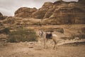 Beautiful white horse in the national harness of the Bedouins against the rocks of the ancient city of Petra