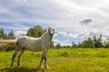 Beautiful white horse on pasture with green grass Royalty Free Stock Photo