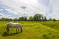 Beautiful white horse on pasture with green grass Royalty Free Stock Photo