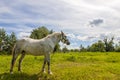 Beautiful white horse on pasture with green grass Royalty Free Stock Photo