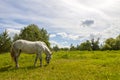 Beautiful white horse on pasture with green grass Royalty Free Stock Photo