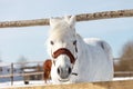 Beautiful white horse in a pen close up Royalty Free Stock Photo