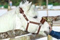 Beautiful white horse in a pen close up Royalty Free Stock Photo