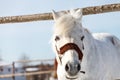 Beautiful white horse in a pen close up Royalty Free Stock Photo