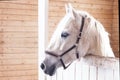 Beautiful white horse in a pen close up Royalty Free Stock Photo