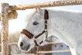 Beautiful white horse in a pen close up Royalty Free Stock Photo