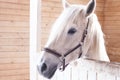 Beautiful white horse in a pen close up Royalty Free Stock Photo