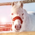 Beautiful white horse in a pen at sunset close-up Royalty Free Stock Photo