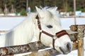 Beautiful white horse in a pen close up Royalty Free Stock Photo