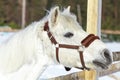 Beautiful white horse in a pen close up Royalty Free Stock Photo