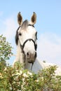 Beautiful white horse portrait in flowers