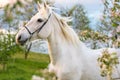 Beautiful white horse.