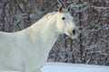 Beautiful white horse portrait walks in winter farm Royalty Free Stock Photo