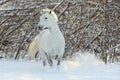 Beautiful white horse portrait walks in winter farm Royalty Free Stock Photo