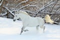 Beautiful white horse portrait walks in winter farm Royalty Free Stock Photo