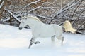 Beautiful white horse portrait walks in winter farm