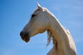 Portrait of beautiful white horse against the blue sky. Royalty Free Stock Photo