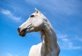 Portrait of beautiful white horse against the blue sky. Royalty Free Stock Photo