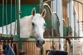 Beautiful white horse at the ranch. hippodrome preparing for the race. a magnificent animal in the sun Royalty Free Stock Photo