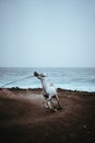 Beautiful white horse run in dust on the black volcanic sand on the Atlantic coastline Royalty Free Stock Photo