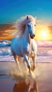 Beautiful white horse running in the beach during sunset Royalty Free Stock Photo