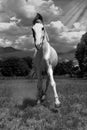 A beautiful white horse running in the field in black and whiteand beautiful background