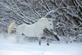 Beautiful white horse runs gallop in winter farm Royalty Free Stock Photo