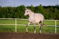 Beautiful white horse runs trot in the paddock Royalty Free Stock Photo