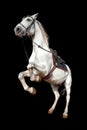 Beautiful white horse with a saddle rears up on a black background isolate. Jockey, hippodrome, horseback riding Royalty Free Stock Photo