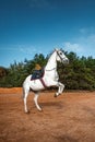 A beautiful white horse with a saddle rears up in nature. Jockey, hippodrome, horseback riding Royalty Free Stock Photo